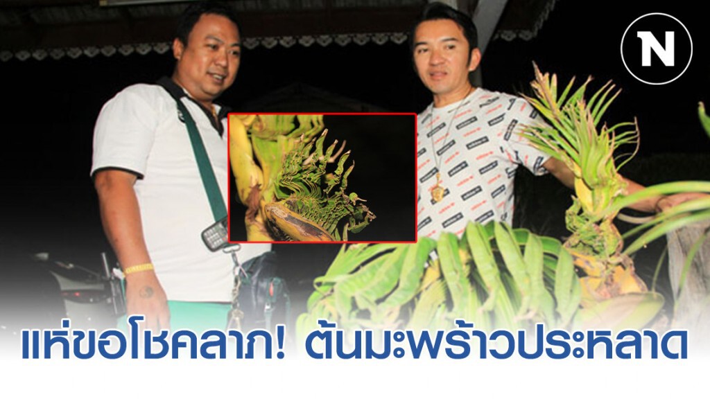 ต้นมะพร้าวคล้ายพญานาค 9 เศียร ชาวบ้านแห่ขอโชคลาภ