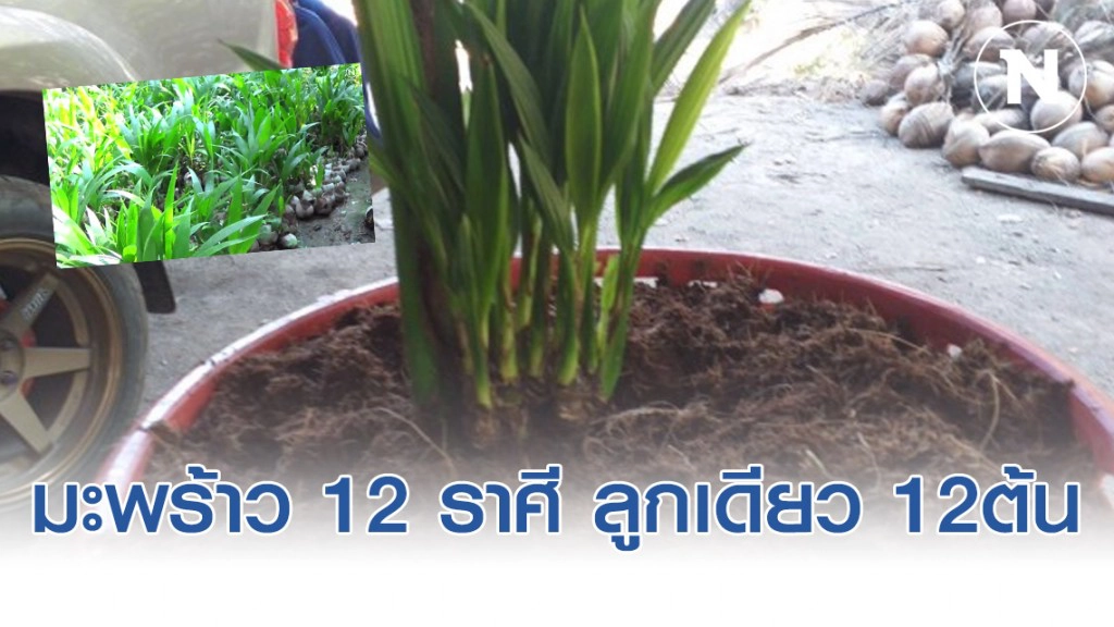 มะพร้าวแปลก 1 ลูกโผล่ 12 ต้น เจ้าของเชื่อเป็นมะพร้าว 12 ราศี ค้าขายร่ำรวย