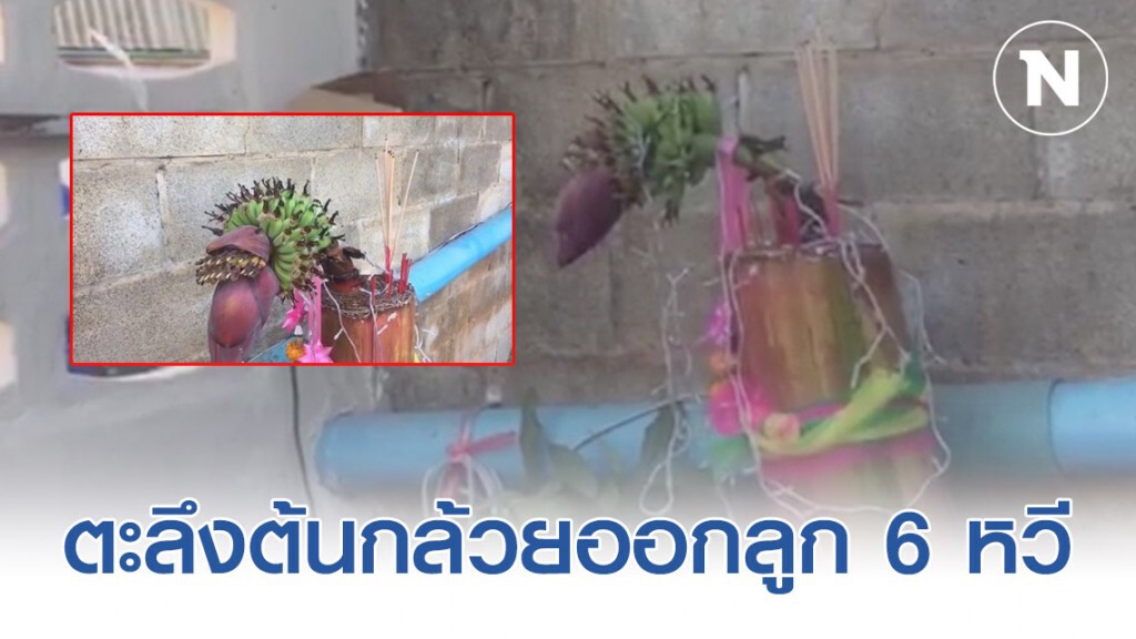 ชาวบ้านตะลึงต้นกล้วยออกลูก 6 หวี คอหวยรอบบ้านแห่เข้าจุดธูปกราบไหว้หวังขอเลขเด็ด ชาวบ้านตะลึงต้นกล้วยออกลูก 6 หวี คอหวยรอบบ้านแห่เข้าจุดธูปกราบไหว้หวังขอเลขเด็ด
