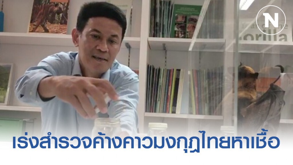 นักวิจัย เร่งสำรวจค้างคาวมงกุฎไทยหาเชื้อ "โคโรน่า"