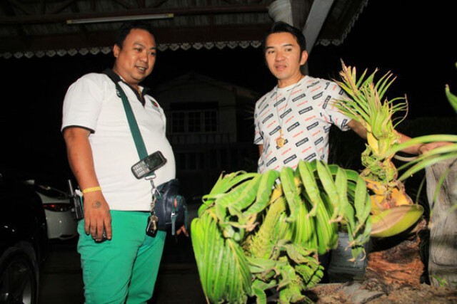 ต้นมะพร้าวคล้ายพญานาค 9 เศียร ชาวบ้านแห่ขอโชคลาภ