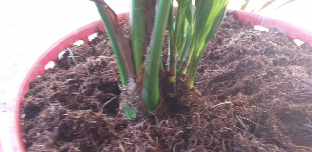 มะพร้าวแปลก 1 ลูกโผล่ 12 ต้น เจ้าของเชื่อเป็นมะพร้าว 12 ราศี ค้าขายร่ำรวย