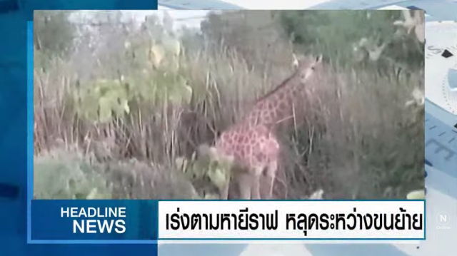 สลดพบแล้วยีราฟที่หลุดออกจากกรง แยกไฟแดงบางคล้า