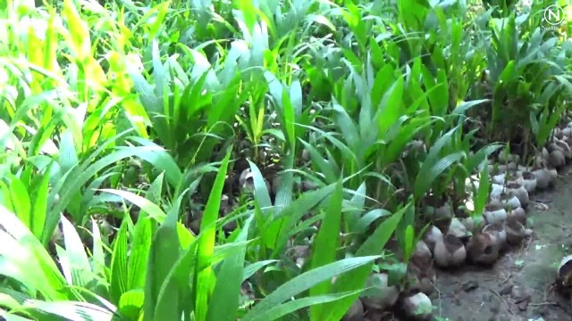 มะพร้าวแปลก 1 ลูกโผล่ 12 ต้น เจ้าของเชื่อเป็นมะพร้าว 12 ราศี ค้าขายร่ำรวย