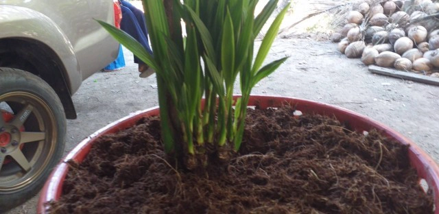 มะพร้าวแปลก 1 ลูกโผล่ 12 ต้น เจ้าของเชื่อเป็นมะพร้าว 12 ราศี ค้าขายร่ำรวย