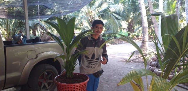 มะพร้าวแปลก 1 ลูกโผล่ 12 ต้น เจ้าของเชื่อเป็นมะพร้าว 12 ราศี ค้าขายร่ำรวย