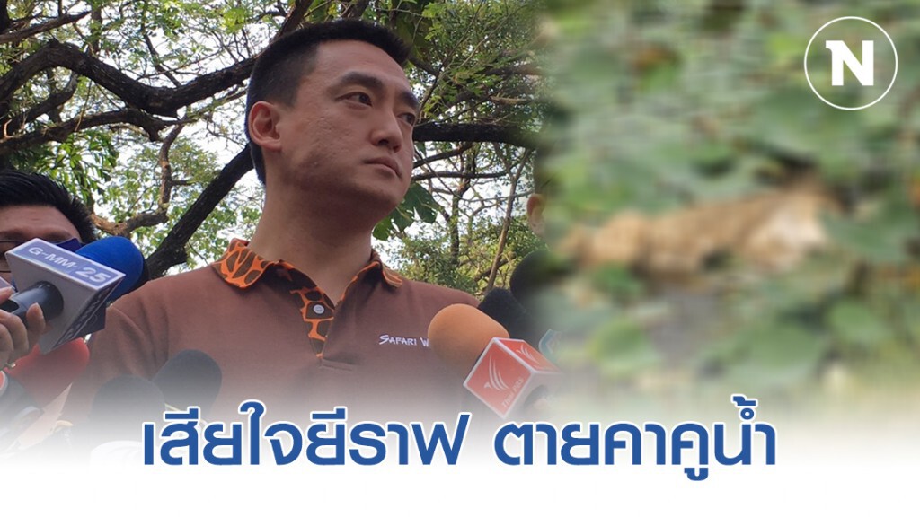 ซาฟารีเวิลด์ เสียใจยีราฟ ตายคาคูน้ำ หลังหลุดกรง
