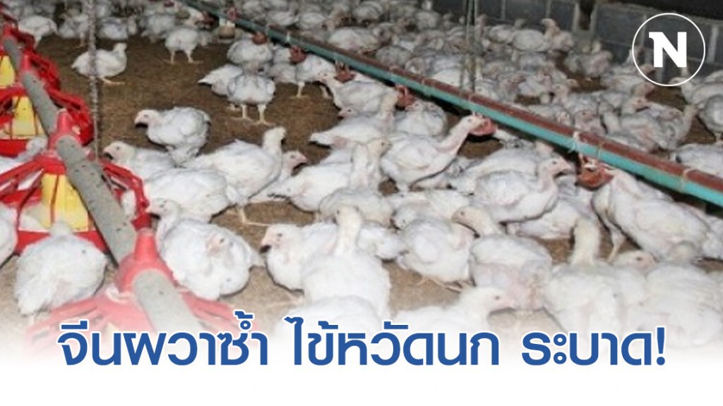 จีนผวาซ้ำ ไข้หวัดนก H5N1 ระบาดใกล้หูเป่ย จีนผวาซ้ำ ไข้หวัดนก H5N1 ระบาดใกล้หูเป่ย