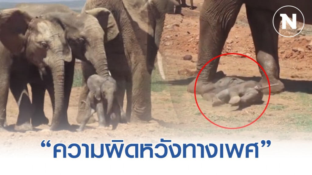 เปิดภาพวินาที เเม่ช้างช่วยลูก หลังโดน "ช้างป่า" เหวี่ยงกลางอากาศอย่างเเรงเเละใช้เท้าเตะ เปิดภาพวินาที เเม่ช้างช่วยลูก หลังโดน "ช้างป่า" เหวี่ยงกลางอากาศอย่างเเรงเเละใช้เท้าเตะ