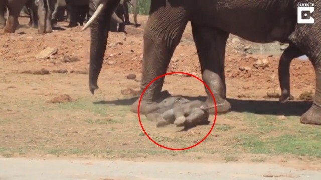 เปิดภาพวินาที เเม่ช้างช่วยลูก หลังโดน "ช้างป่า" เหวี่ยงกลางอากาศอย่างเเรงเเละใช้เท้าเตะ