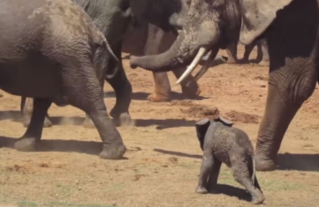 เปิดภาพวินาที เเม่ช้างช่วยลูก หลังโดน "ช้างป่า" เหวี่ยงกลางอากาศอย่างเเรงเเละใช้เท้าเตะ
