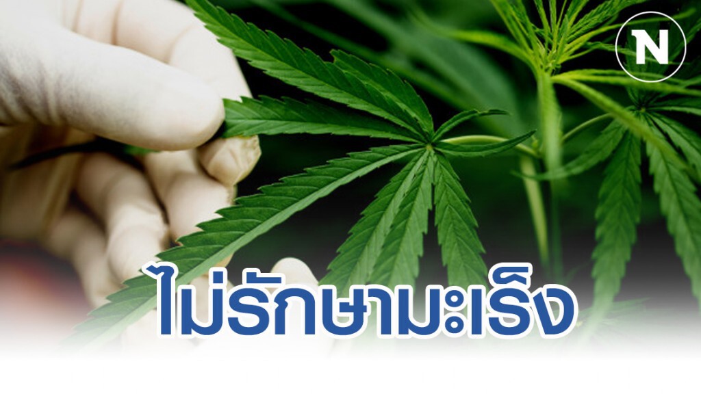 หมอรามาฯ​ ยัน​ กัญชาไม่รักษามะเร็ง​