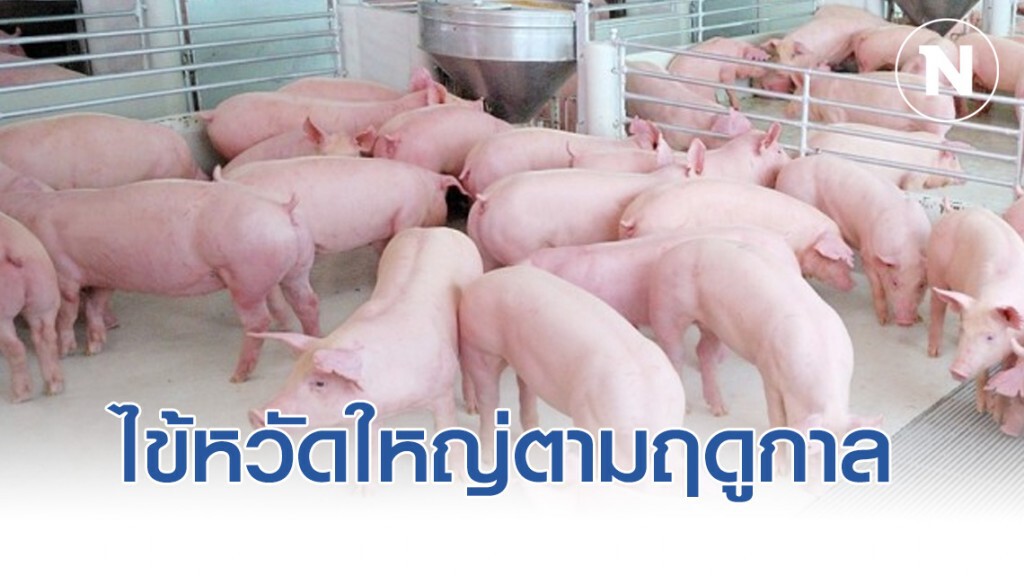 ปศุสัตว์ย้ำหมูไทยปลอดภัย ชี้ข่าวไต้หวันเป็นแค่ไข้หวัดใหญ่ตามฤดูกาล