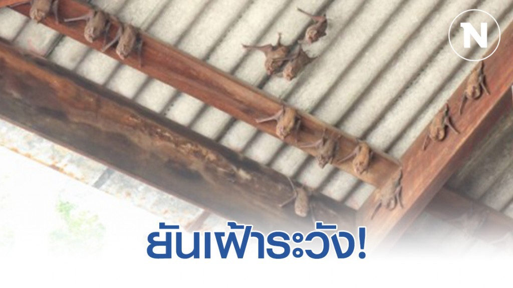 กรมปศุสัตว์​ ชี้ไทย! ไม่เคยพบโรคติดต่อที่มี "ค้างคาว" เป็นพาหะในปศุสัตว์