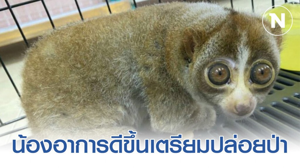 ลิงลมโดนไฟช็อตรักษา​ 3​ เดือน​ อาการดีขึ้น​ เตรียมปล่อยป่า