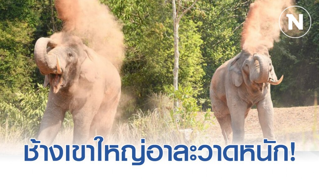 คุมไม่อยู่! ช้างเขาใหญ่​ ออกหากินนอกเขตอุทยาน​ฯ​ ต่อเนื่อง​