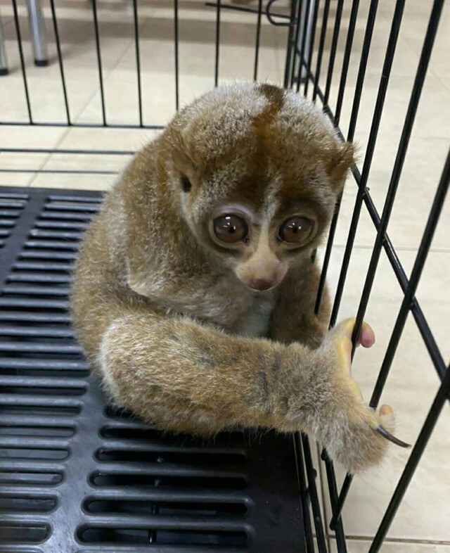 ลิงลมโดนไฟช็อตรักษา​ 3​ เดือน​ อาการดีขึ้น​ เตรียมปล่อยป่า