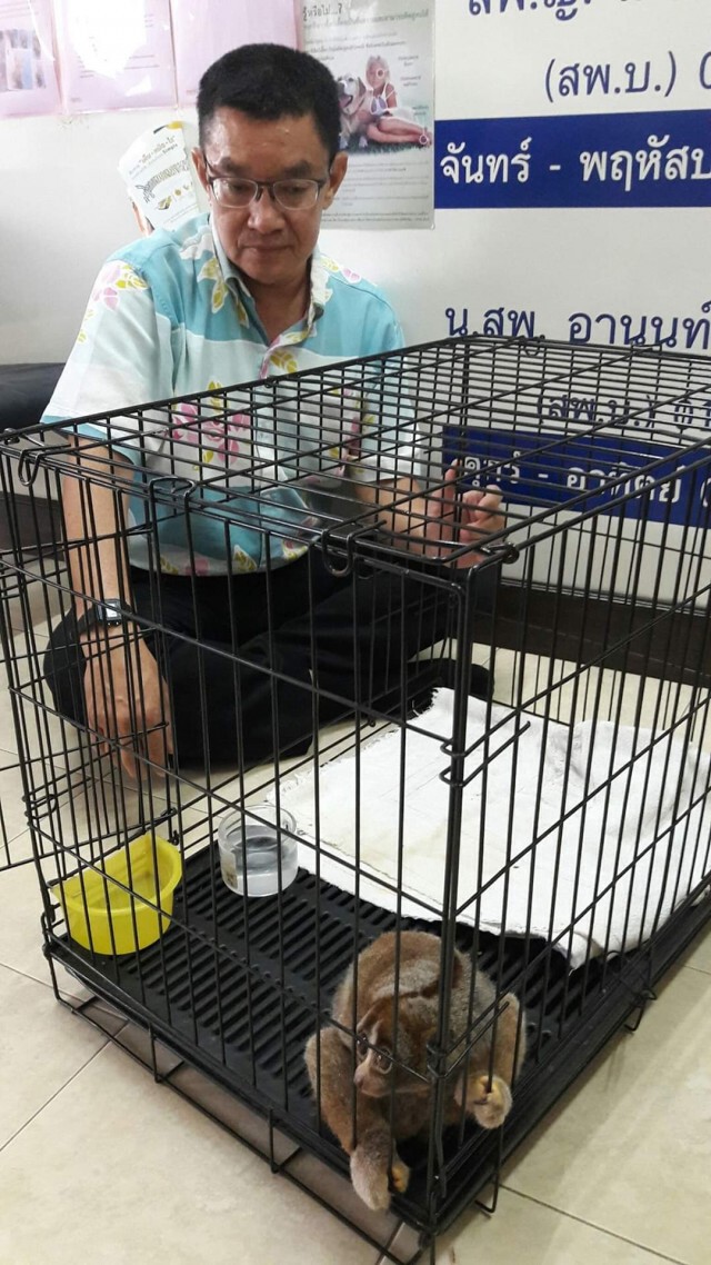 ลิงลมโดนไฟช็อตรักษา​ 3​ เดือน​ อาการดีขึ้น​ เตรียมปล่อยป่า