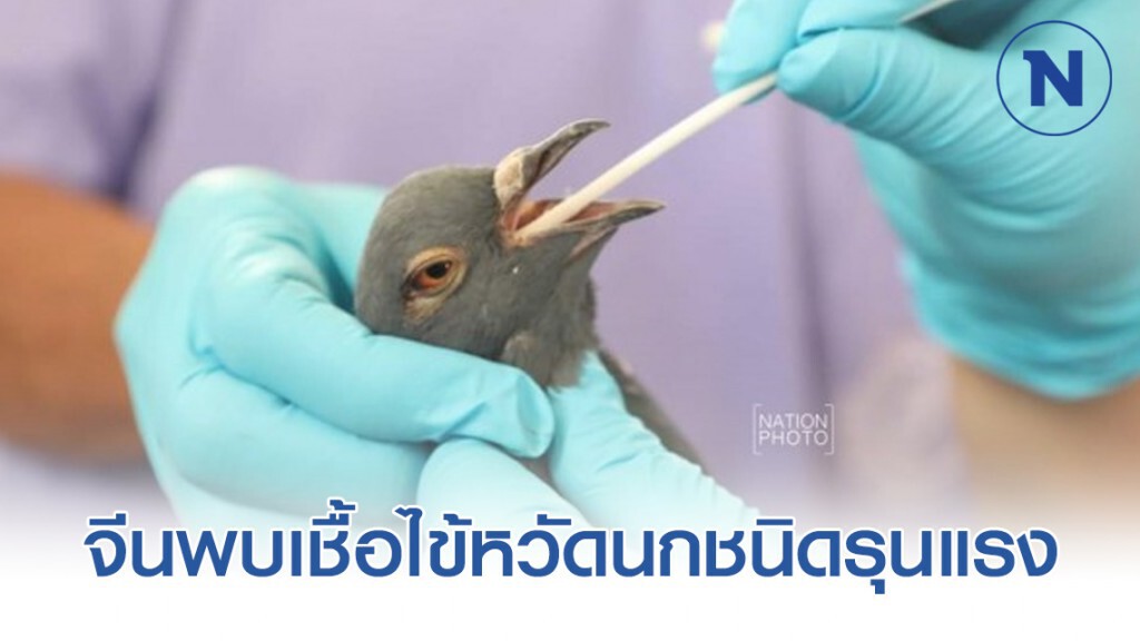 เตือน! พบเชื้อไข้หวัดนกชนิดรุนแรง​ H5N1ในฟาร์มไก่ทางตอนใต้มณฑลหูหนาน