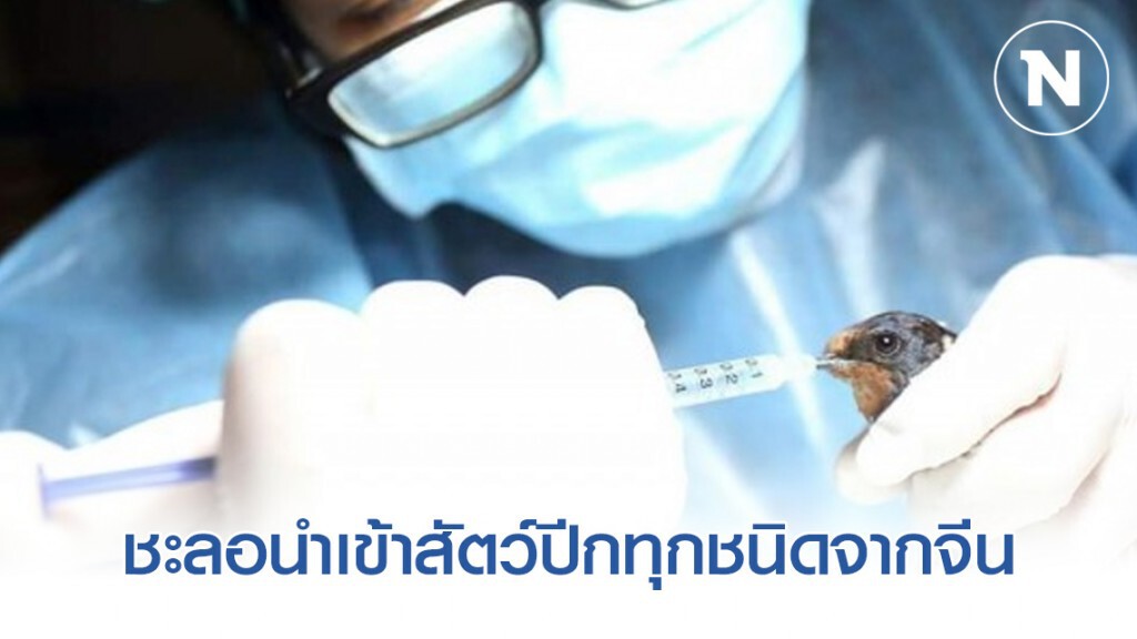 ปศุสัตว์​ สั่งชะลอนำเข้าสัตว์ปีกทุกชนิดจากจีน​ หวั่นไข้หวัด​นก​