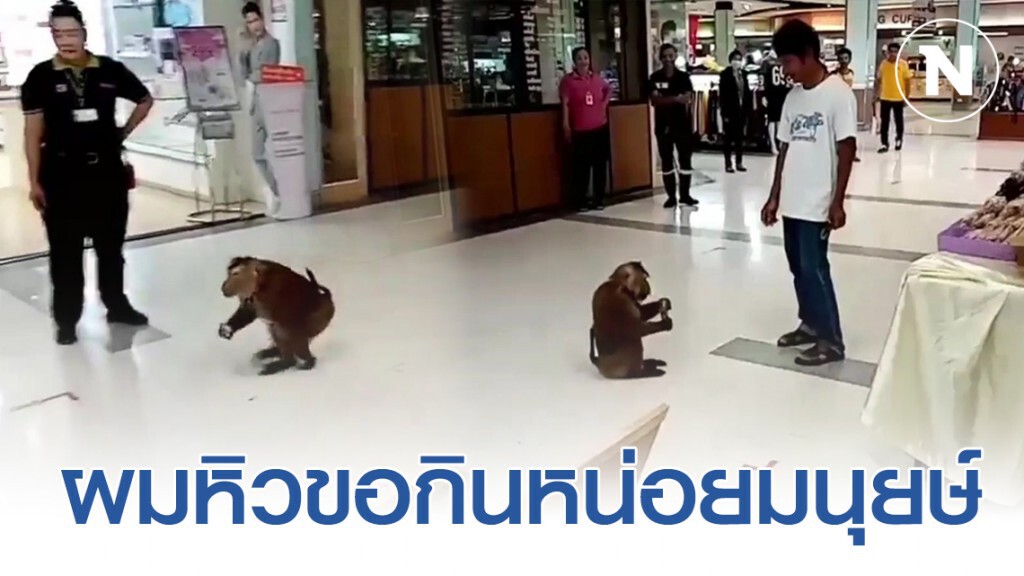 ลิงแสมบุก! ขออาหารกลางห้างดัง กล่อมกว่าชม.ก่อนออกไปอย่างสงบ