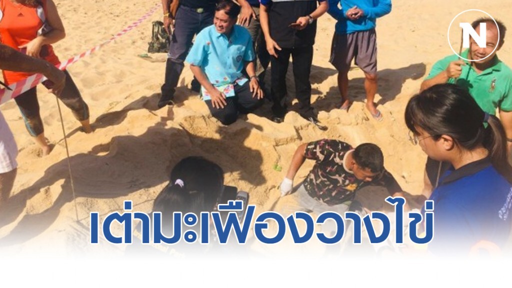 พบอีกแล้ว! เต่ามะเฟืองวางไข่รังที่ 9 พบอีกแล้ว! เต่ามะเฟืองวางไข่รังที่ 9