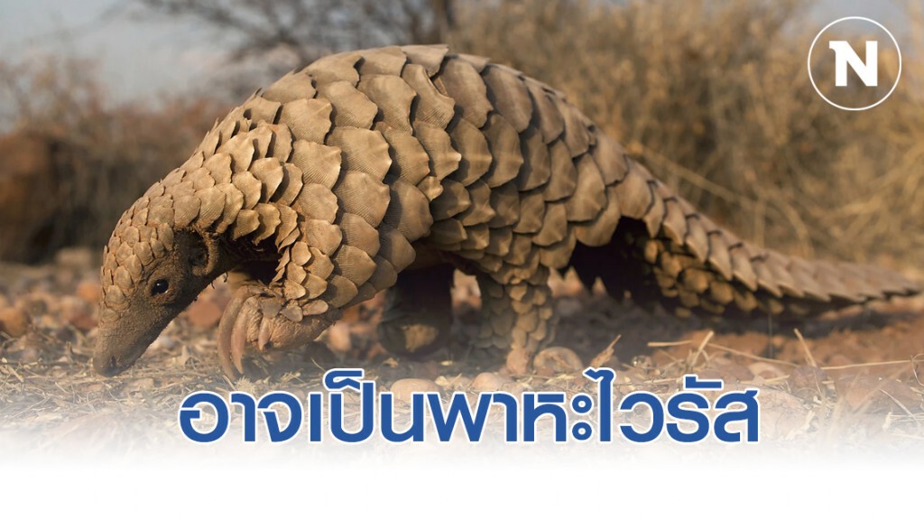 "ตัวนิ่ม" อาจเป็นพาหะแพร่ "ไวรัสโคโรน่า" สู่มนุษย์