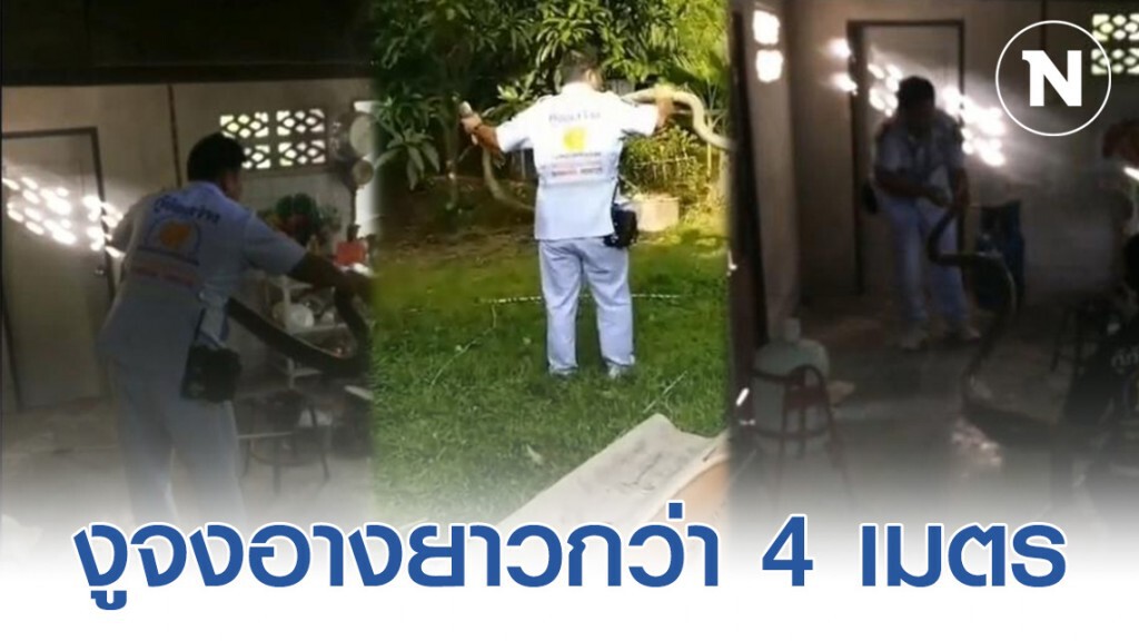 ยาวกว่า 4 เมตร ! งูจงอางตัวใหญ่ โผล่อ่างล้างจาน เชื่องูเจ้าที่ ยาวกว่า 4 เมตร ! งูจงอางตัวใหญ่ โผล่อ่างล้างจาน เชื่องูเจ้าที่