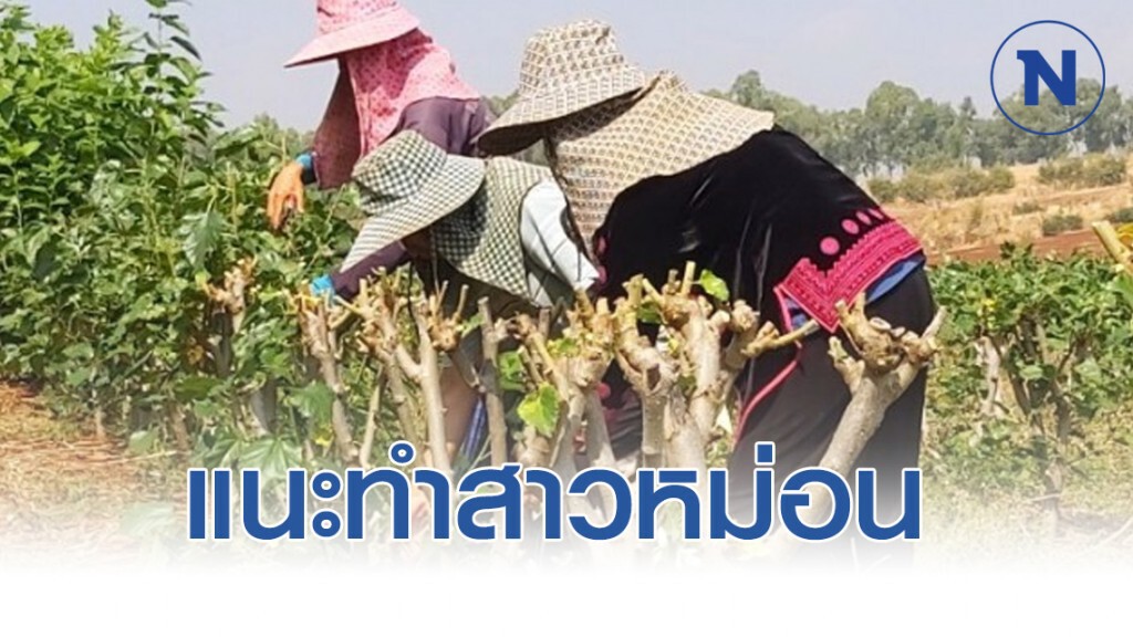 กรมหม่อนไหมแนะทำสาวหม่อน ควบคุมคุณภาพการผลิตใบหม่อนได้ตลอดปี