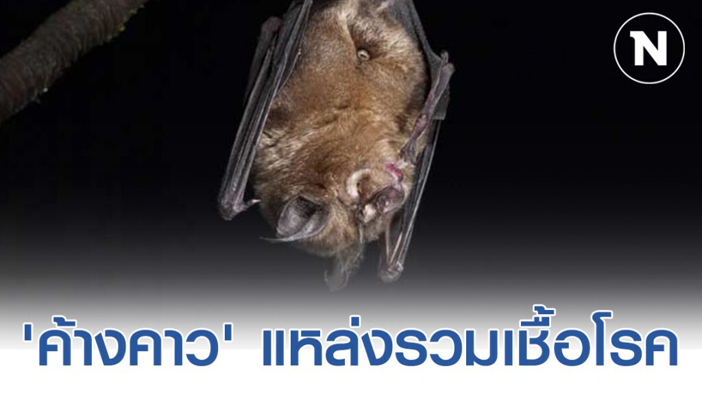 'ค้างคาว' แหล่งรวมเชื้อโรครอระบาด #ไวรัสโคโรน่า