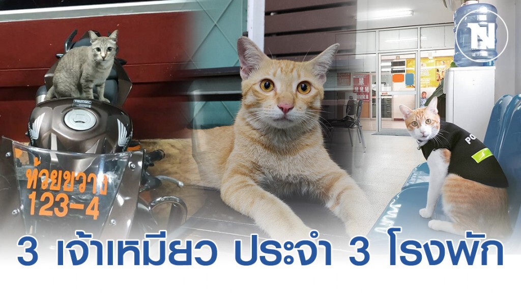 เปิดภาพ "เเมวโรงพัก" ความน่ารักเเมว 3 สน.