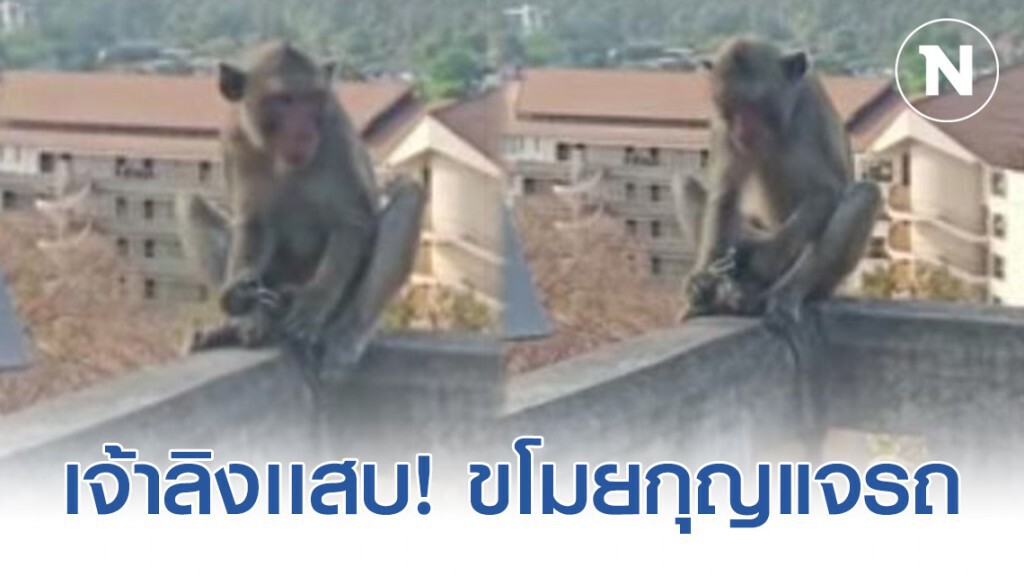 เตือนระวัง! ลิงเขาสามมุก ขโมยกุญแจรถนักท่องเที่ยว