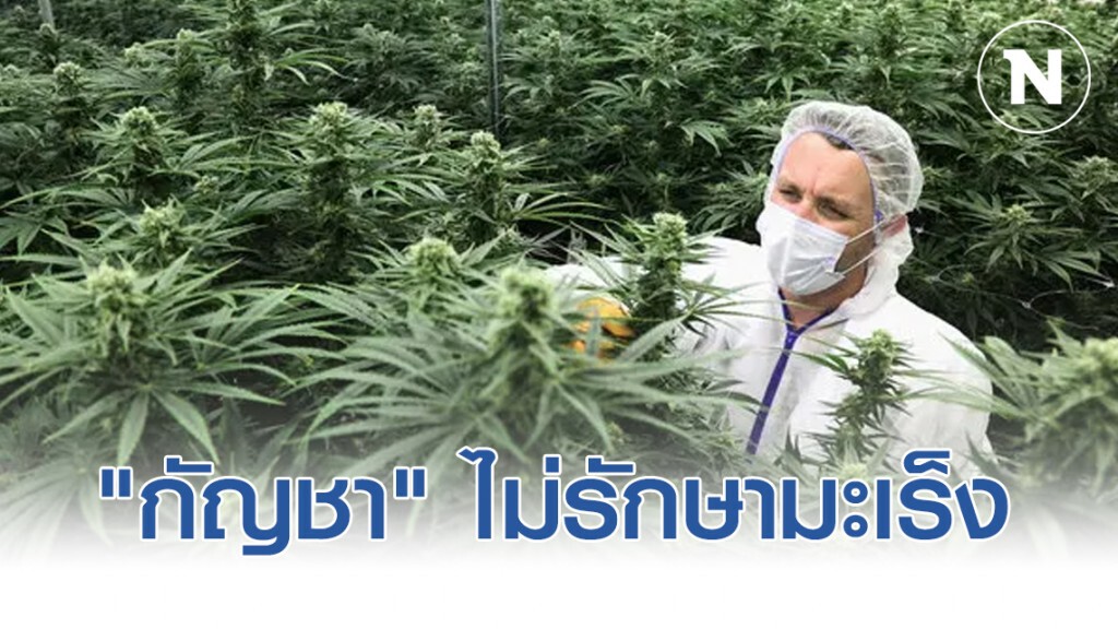 แพทย์ยัน "กัญชา" ไม่รักษามะเร็ง แพทย์ยัน "กัญชา" ไม่รักษามะเร็ง