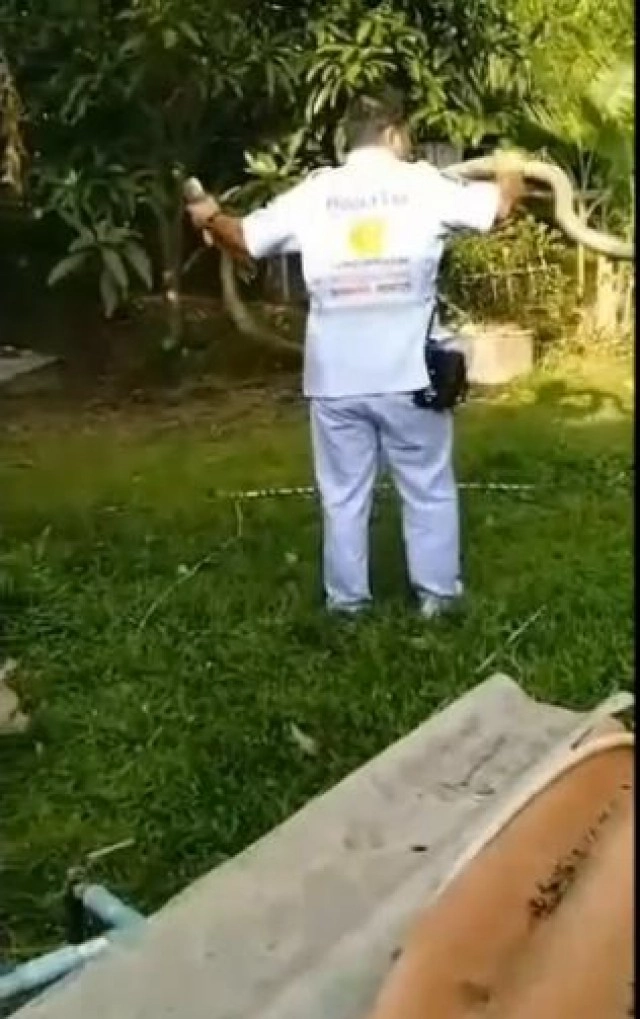 ยาวกว่า 4 เมตร ! งูจงอางตัวใหญ่ โผล่อ่างล้างจาน เชื่องูเจ้าที่