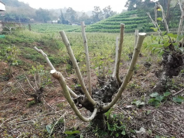 กรมหม่อนไหมแนะทำสาวหม่อน ควบคุมคุณภาพการผลิตใบหม่อนได้ตลอดปี