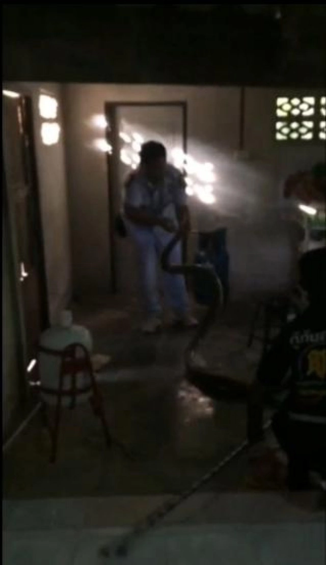 ยาวกว่า 4 เมตร ! งูจงอางตัวใหญ่ โผล่อ่างล้างจาน เชื่องูเจ้าที่