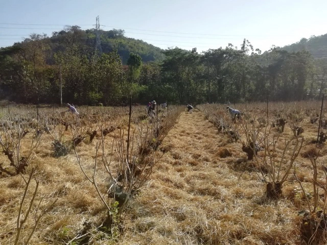 กรมหม่อนไหมแนะทำสาวหม่อน ควบคุมคุณภาพการผลิตใบหม่อนได้ตลอดปี