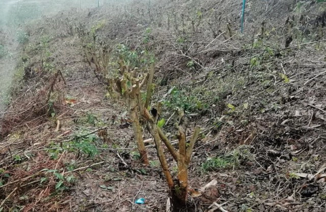 กรมหม่อนไหมแนะทำสาวหม่อน ควบคุมคุณภาพการผลิตใบหม่อนได้ตลอดปี