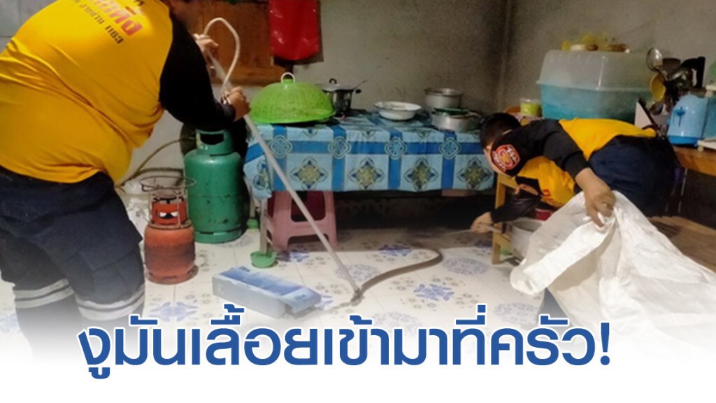 งูเห่ายาว 2 เมตร บุกครัวหลังบ้านหวิดฉก คาดหาหนูกิน งูเห่ายาว 2 เมตร บุกครัวหลังบ้านหวิดฉก คาดหาหนูกิน