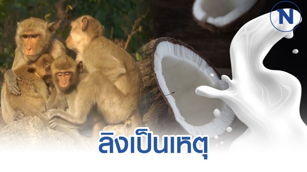 "ลิงเก็บมะพร้าว" ทั่วโลกเล็งแบนกะทิไทย เหตุทารุณกรรมสัตว์