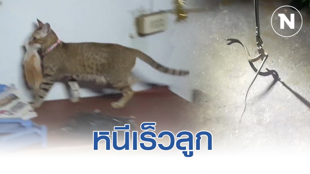 ความรักของแม่! แมวคาบลูก 5 ตัวหนีงูเข้าบ้าน ความรักของแม่! แมวคาบลูก 5 ตัวหนีงูเข้าบ้าน