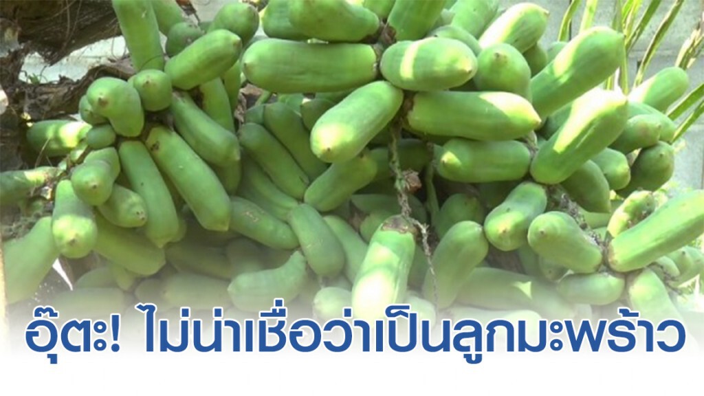 ฮือฮาทั้งอำเภอ! ต้นมะพร้าวออกลูกเหมือนมะละกอกว่า 500 ลูก ฮือฮาทั้งอำเภอ! ต้นมะพร้าวออกลูกเหมือนมะละกอกว่า 500 ลูก