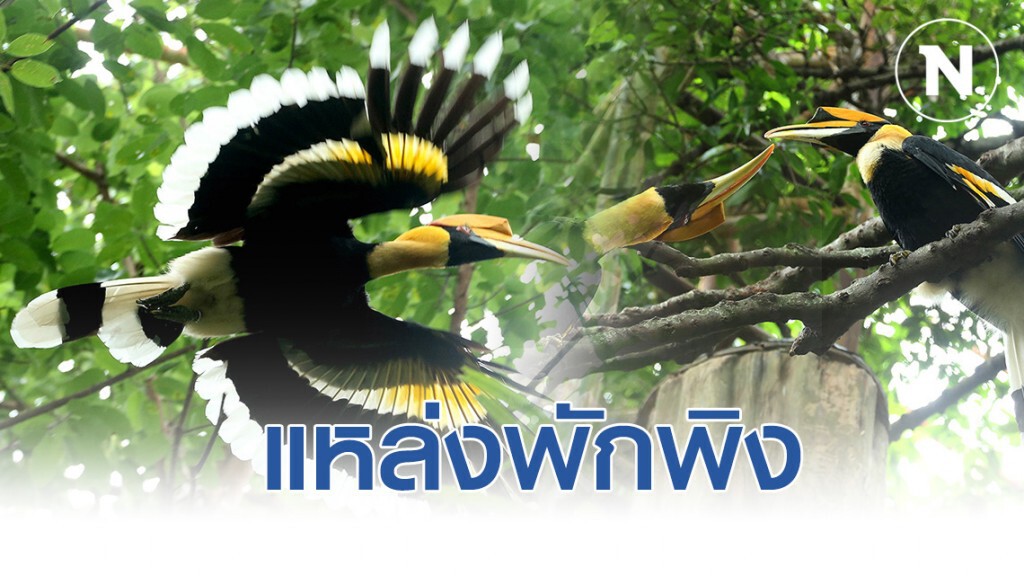 สวนสัตว์สงขลา แหล่งพักพิงของนกเงือกพลัดถิ่น