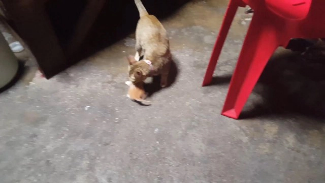 ความรักของแม่! แมวคาบลูก 5 ตัวหนีงูเข้าบ้าน