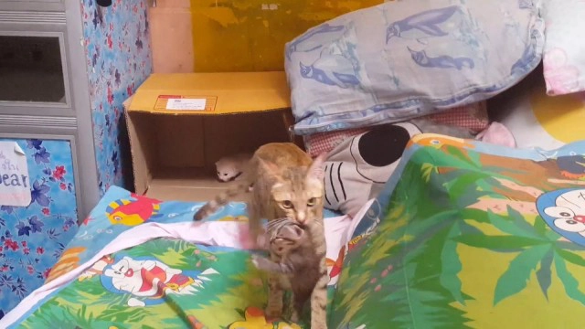 ความรักของแม่! แมวคาบลูก 5 ตัวหนีงูเข้าบ้าน