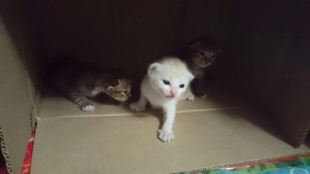 ความรักของแม่! แมวคาบลูก 5 ตัวหนีงูเข้าบ้าน