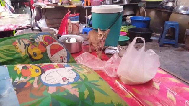 ความรักของแม่! แมวคาบลูก 5 ตัวหนีงูเข้าบ้าน