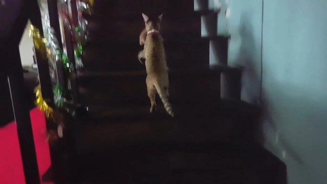 ความรักของแม่! แมวคาบลูก 5 ตัวหนีงูเข้าบ้าน