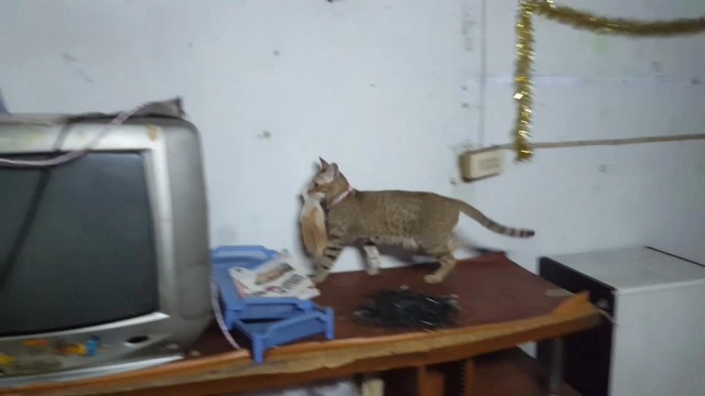 ความรักของแม่! แมวคาบลูก 5 ตัวหนีงูเข้าบ้าน