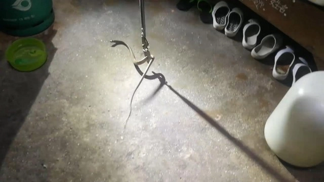 ความรักของแม่! แมวคาบลูก 5 ตัวหนีงูเข้าบ้าน